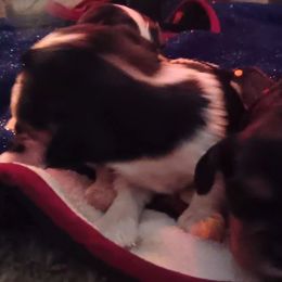 Ham - Black and tan male Cavalier King Charles Spaniel puppy in Villa Rica, Georgia from Georgia Alabama Cavaliers