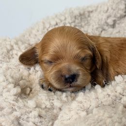 Millie - Red female Cockapoo puppy in Preston, Idaho from Rocking JH Pup Co
