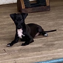 B5 - Black male Italian Greyhound puppy in Frederick, Maryland from Celeste Italian Greyhounds