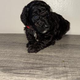Red collar boy - Black male Poodle puppy in Valdosta, Georgia from Posh Poodles