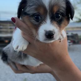 Piper - Blue female Companion Cross puppy in Malad City, Idaho from FreckledCowgirlPuppies
