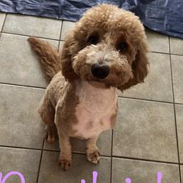 Goldendoodle puppies from Double J Doodle Farm