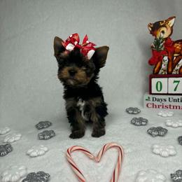 White Chest Female - Black and tan female Yorkshire Terrier puppy in Georgia from Nalley Kennels