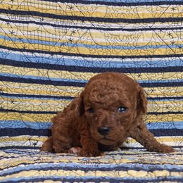 Poodle puppies from Christina Miller's Poodles