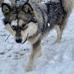 Alaskan Malamute puppies from Glacier Malamutes