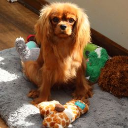 Sisu - Cavalier King Charles Spaniel