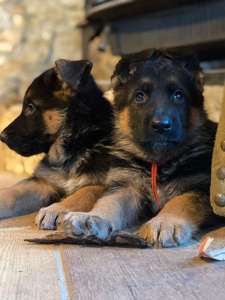 Seelenvoll best sale german shepherds