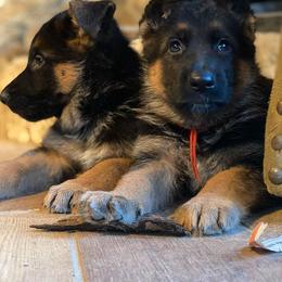 German Shepherd Puppies from Seelenvoll German Shepherds