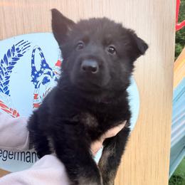 Boy 4  Bi-color 2,500 dollars - Bi-color male German Shepherd puppy in Hollis Center, Maine from Noble German Shepherds of Maine