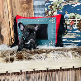 Blue - Brindle French Bulldog puppy in Jordan Valley, Oregon from Floating Feather Frenchies