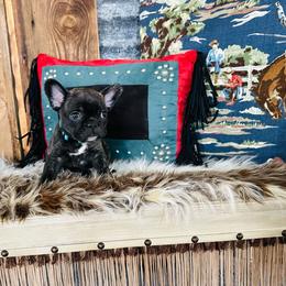Blue - Brindle French Bulldog puppy in Jordan Valley, Oregon from Floating Feather Frenchies