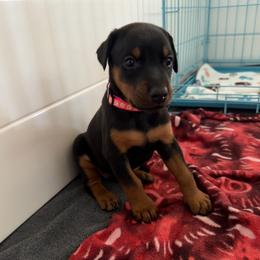 Dark pink collar Girl - Black and rust female Doberman Pinscher puppy in Madison, Indiana from Jensen Dobermans and Dachshunds