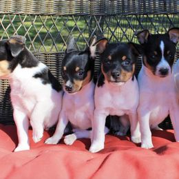 Rat Terriers from Mountain Top Rat Terriers