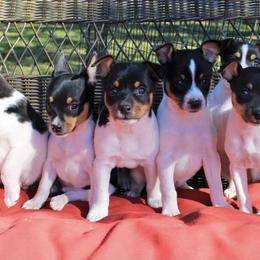 Rat Terriers from Mountain Top Rat Terriers