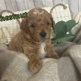 Chestnut (Dark Green Collar) - Apricot male Cavapoo puppy in Austin, Texas from Lucy Lou’s Cavapoos