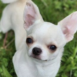 Chihuahuas from London Rouge Chihuahuas