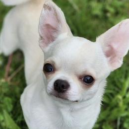 Chihuahuas from London Rouge Chihuahuas