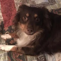 Miniature Australian Shepherds from Aussie Pals