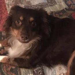 Miniature Australian Shepherds from Aussie Pals
