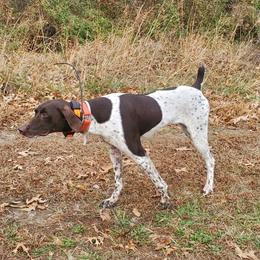 Sadie - German Shorthaired Pointer