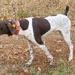 Sadie - German Shorthaired Pointer