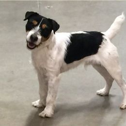 Boston - Jack Russell Terrier