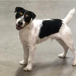 Boston - Jack Russell Terrier