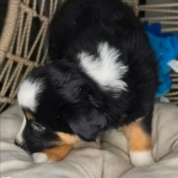 Jimmy - Black tri male Miniature Australian Shepherd puppy in Lincoln, California from Elegant Aussies