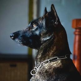 Belgian Malinois and xDutch Shepherd Puppies from Kaizen von Ruach Malinois