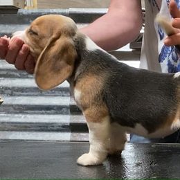 Beagle and German Shepherd Puppies from Synastry Beagles