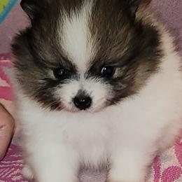 Girl 2 - White female Pomeranian puppy in Turnersville, New Jersey from MK Exquisite Poms