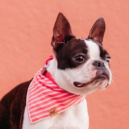 Maui - Boston Terrier