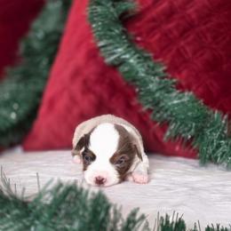 Gunner - Red merle male Toy Australian Shepherd puppy in Killen, Alabama from Wilkers Wholehearted Mini Aussies