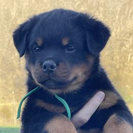 Green collar boy - Black and mahogany male Rottweiler puppy in Burlington, Kentucky from vom Blaurasen Rottweilers