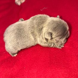 Girl 3 - Blue female French Bulldog puppy in Bolingbrook, Illinois from Flores Frenchies