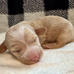 Boy 4 - Cream male Dachshund puppy in Franklin, Tennessee from Wendy's Weenies