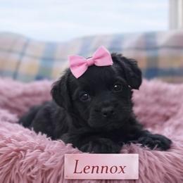 Lennox - Black female Goldendoodle puppy in Rising Sun, Indiana from Ruby Lane Doodles