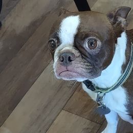 Ruby - Boston Terrier