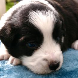 Ithan - Black & white male Miniature American Shepherd puppy in Damascus, Oregon from Rebel Soul Minis