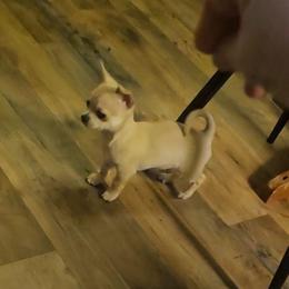 BLITZEN - Fawn male Chihuahua puppy in Ligonier, Indiana from Country Charm Chihuahuas