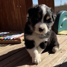 Boy 2 - Black Australian Shepherd puppy in Fontana, California from J.O Family Aussies