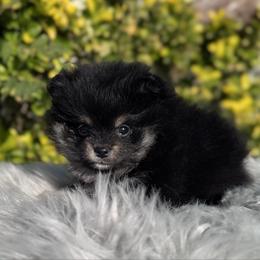 Maple - Black and tan female Pomeranian puppy in Sandia, Texas from Broken Arrow Poms