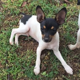Toy Fox Terriers from Sirius Toy Fox Terriers