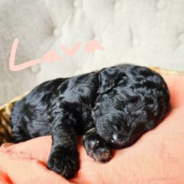 Bernedoodle Puppies from Whispering Aspen Homestead