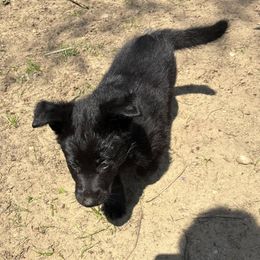 German Shepherd and Siberian Husky Puppies from Sstar