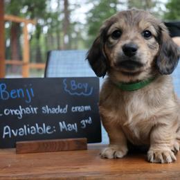 Benji (Green collar) - Cream male Dachshund puppy in Prospect, Oregon from Spunky Sausage Pups