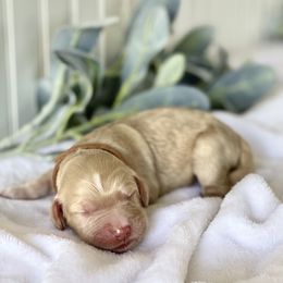 Bernedoodle and Labradoodle Puppies from Royal Doodles