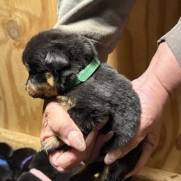 Boy 2 - Black and mahogany male Rottweiler puppy in Cartersville, Virginia from Vom Heldenhaft Rottweilers