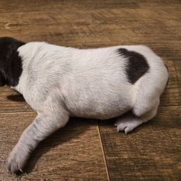 Mr Big 3 - Liver roan male German Shorthaired Pointer puppy in Troy, North Carolina from Uwharrie GSP