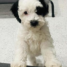 Aspen - White female Sheepadoodle puppy in Spokane, Washington from Downriver Doodles